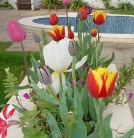 Querido, Vamos De Ferias! * Vagos